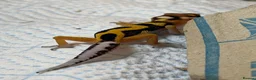 Leopard Gecko reptiles for sale: Baby Leopard Geckos - Advert 4