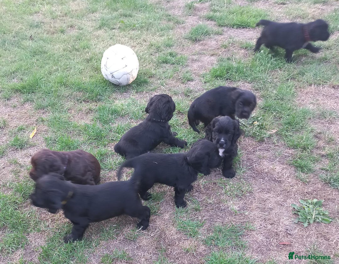 Sprocker dogs for sale: Sprocker puppies ready for new adventures! - Image 5