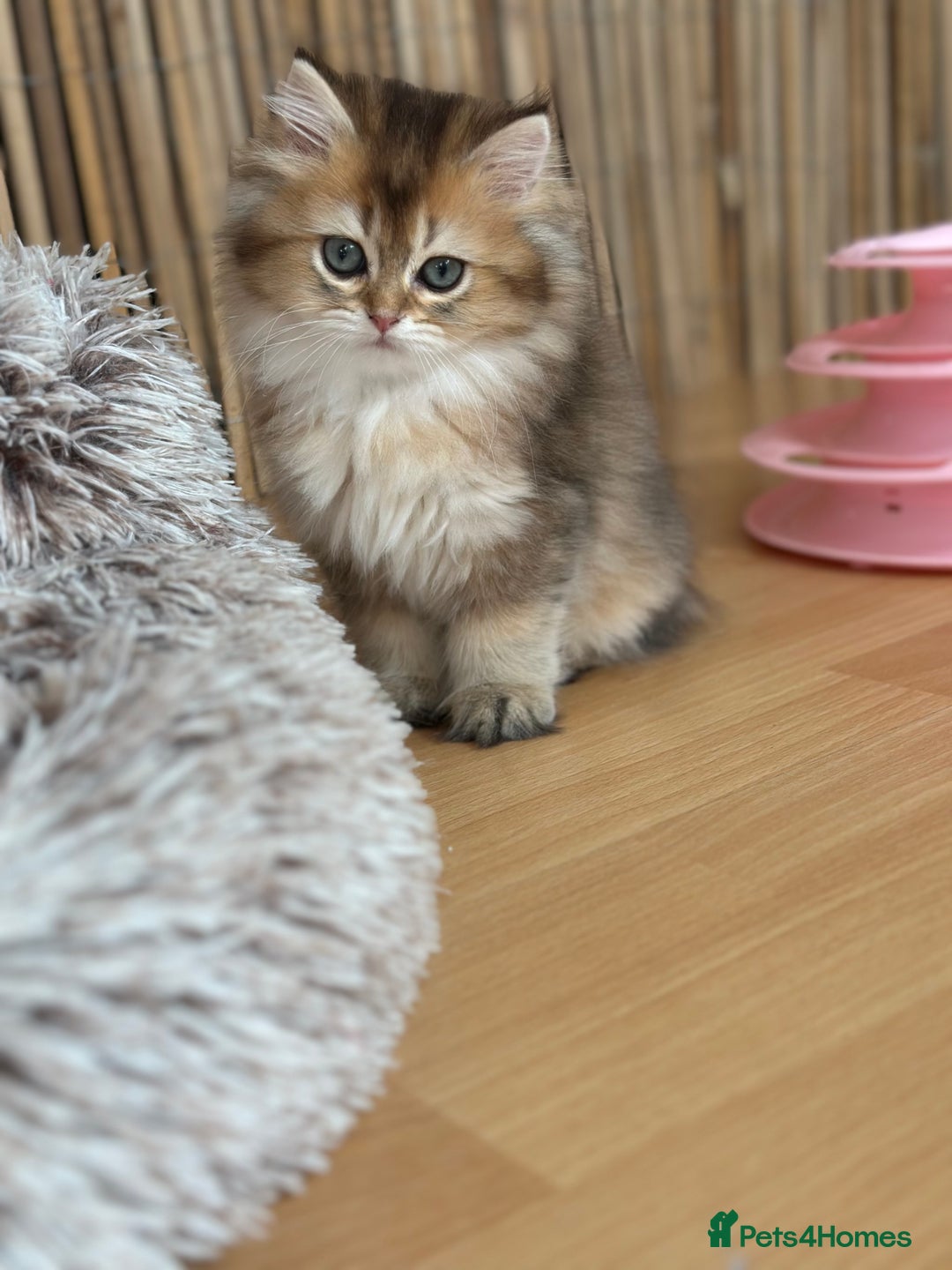 British Longhair cats for sale: Looking for a new family!!!!  - Image 14