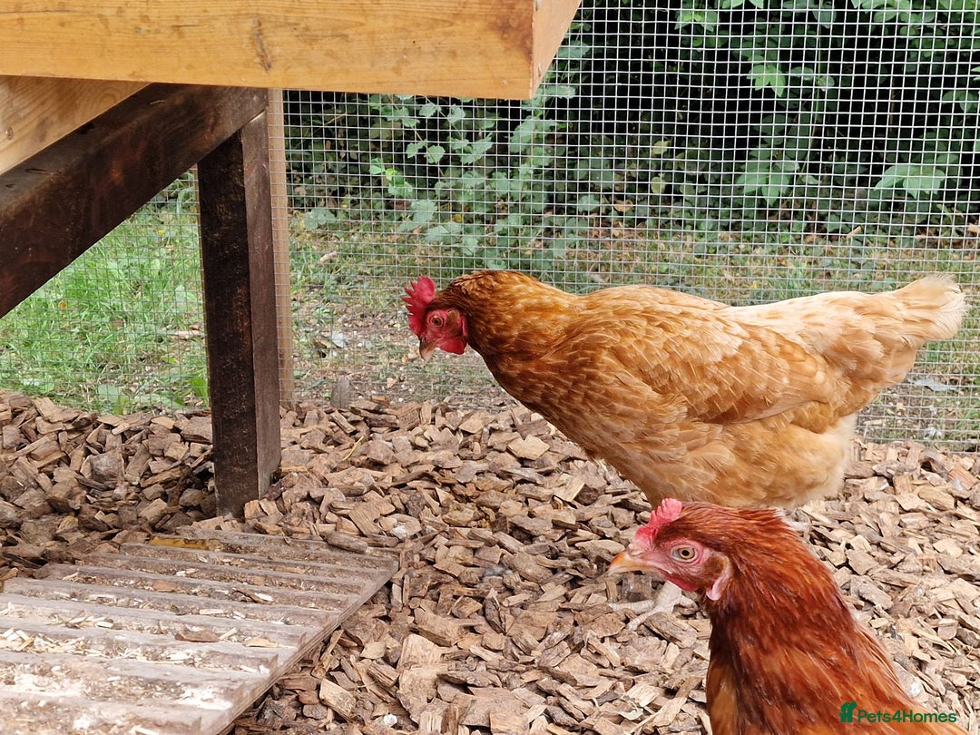 Chickens poultry for sale: Shaver brown chickens - Image 13