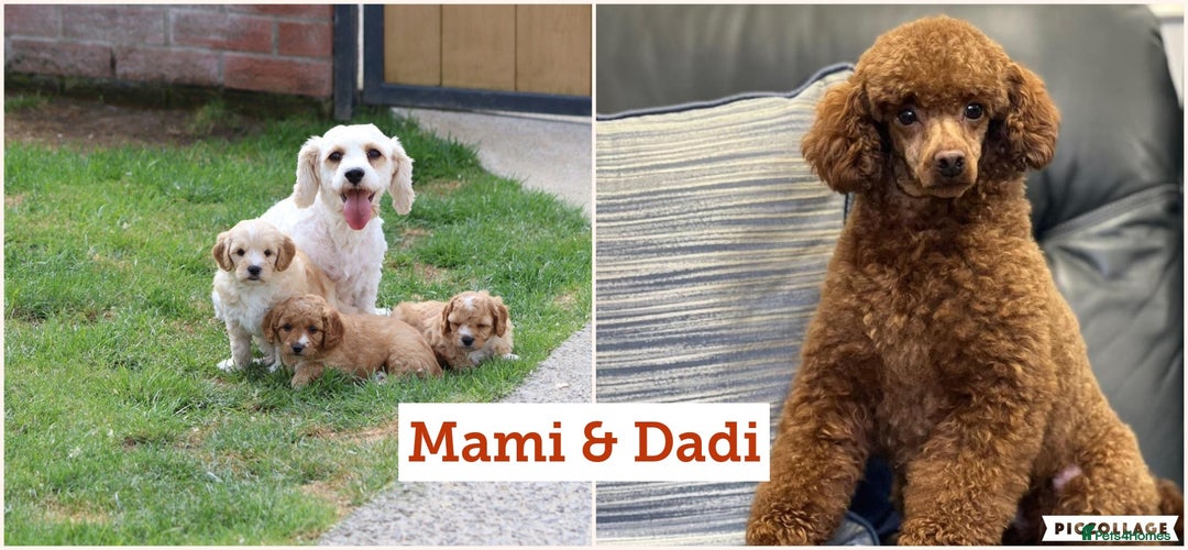 Cavapoochon dogs for sale: Beautiful Cavapoochon puppies for sale - Image 38