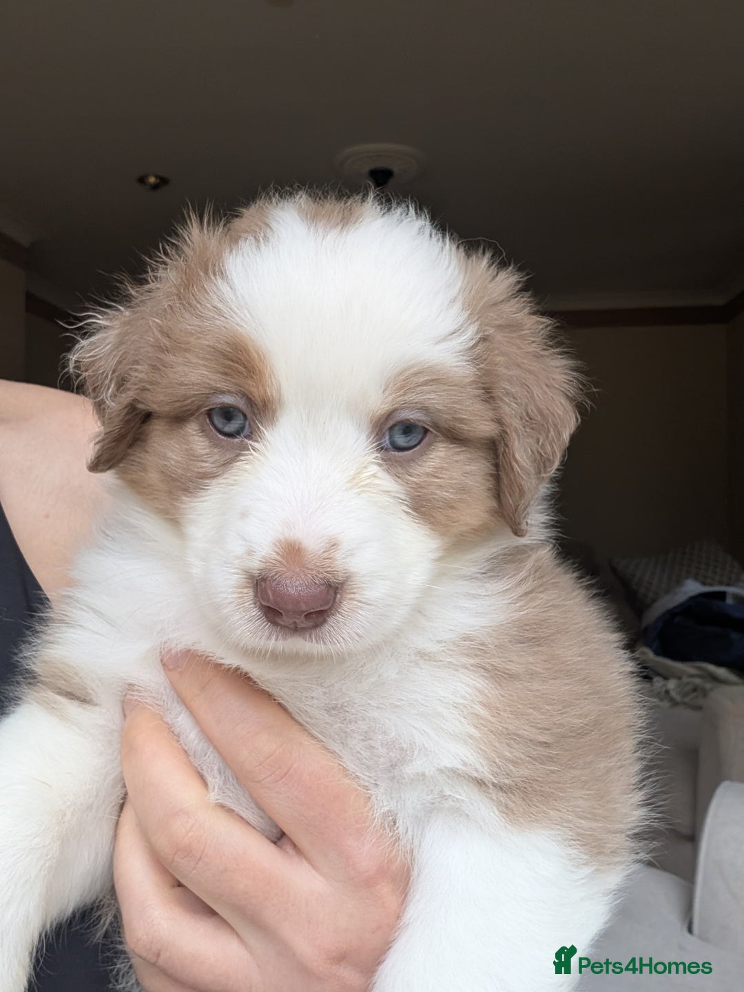 Australian Shepherd dogs for sale: 2 Female Australian Shepherd Puppies - Image 1