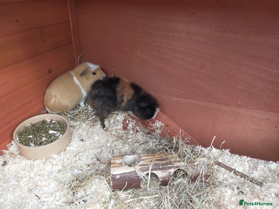 Guinea Pig rodents for sale: Pair of Guinea Pigs - Image 9