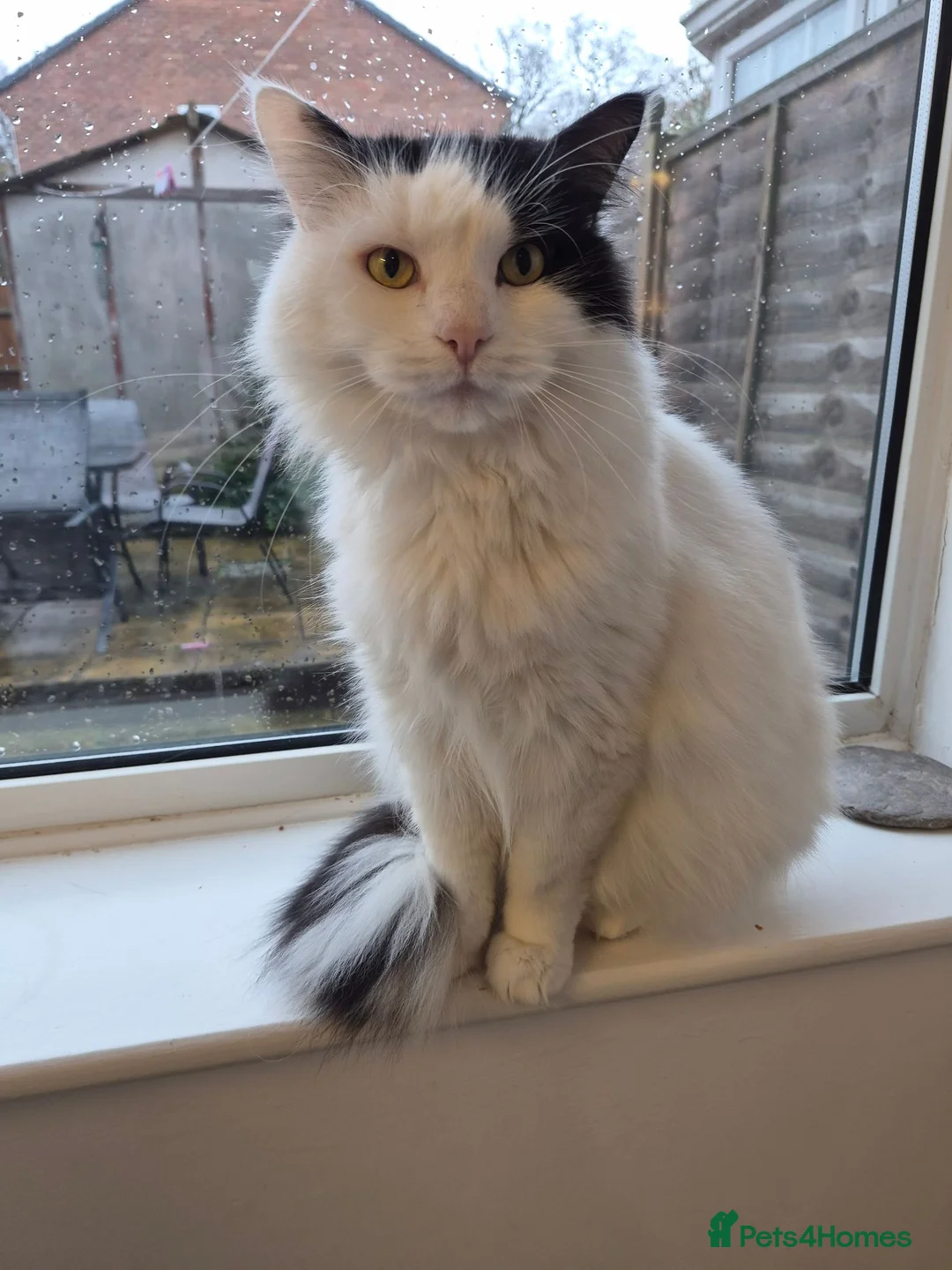 Mixed Breed cats for sale: Hi im Denis. - Advert 1