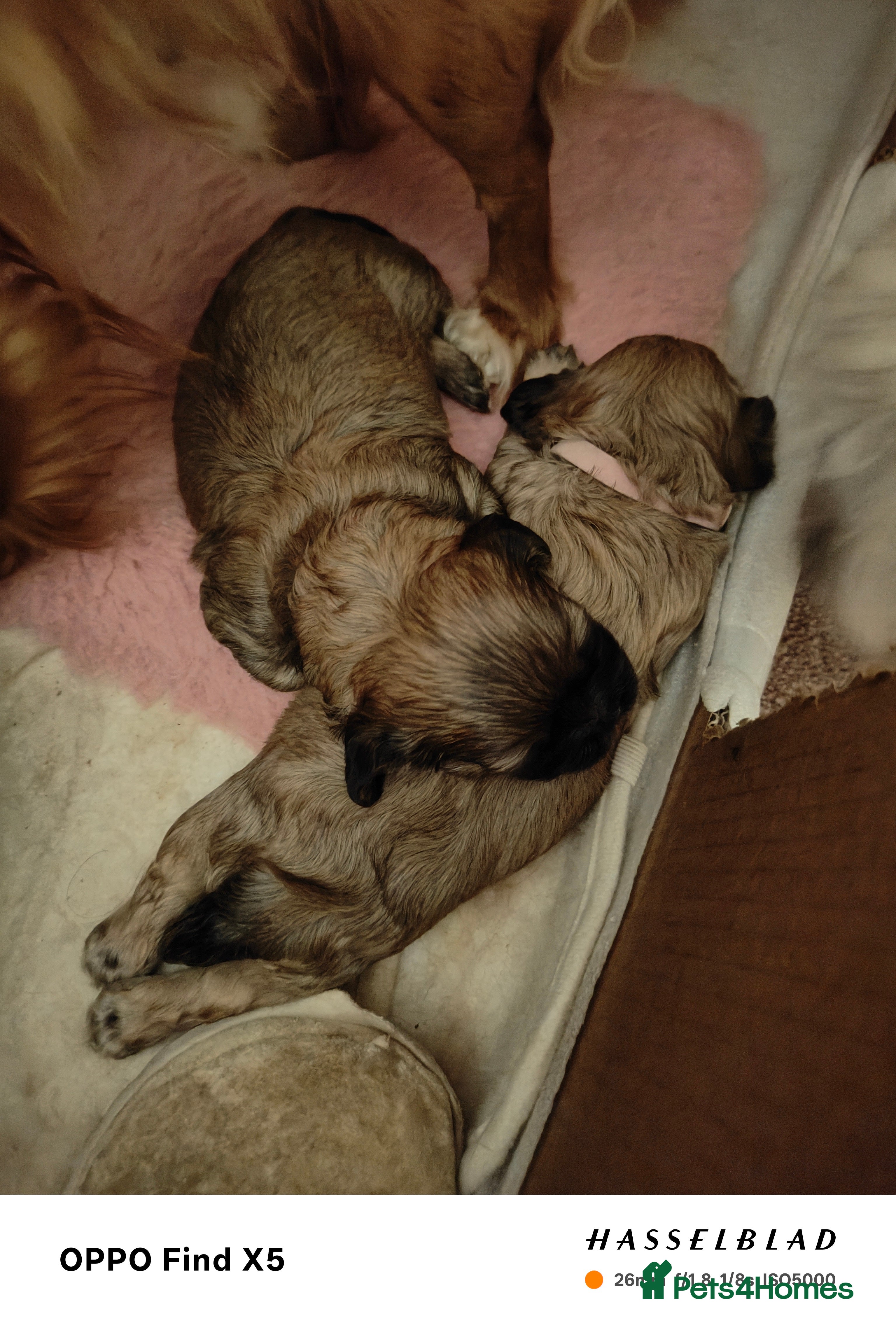 Cava Tzu dogs CAVA TZU FOR SALE - Advert 13