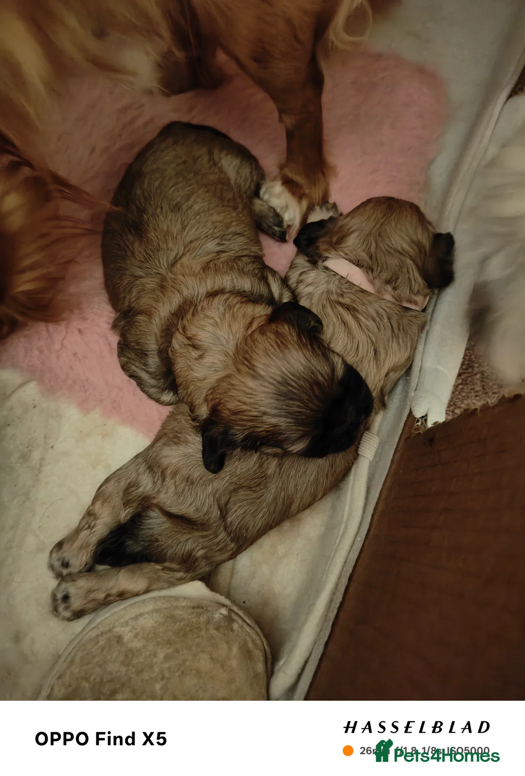 Cava Tzu dogs for sale: CAVA TZU FOR SALE - Advert 18