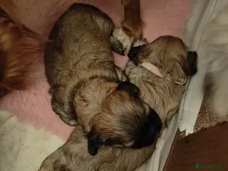 Cava Tzu dogs CAVA TZU FOR SALE - Advert 13