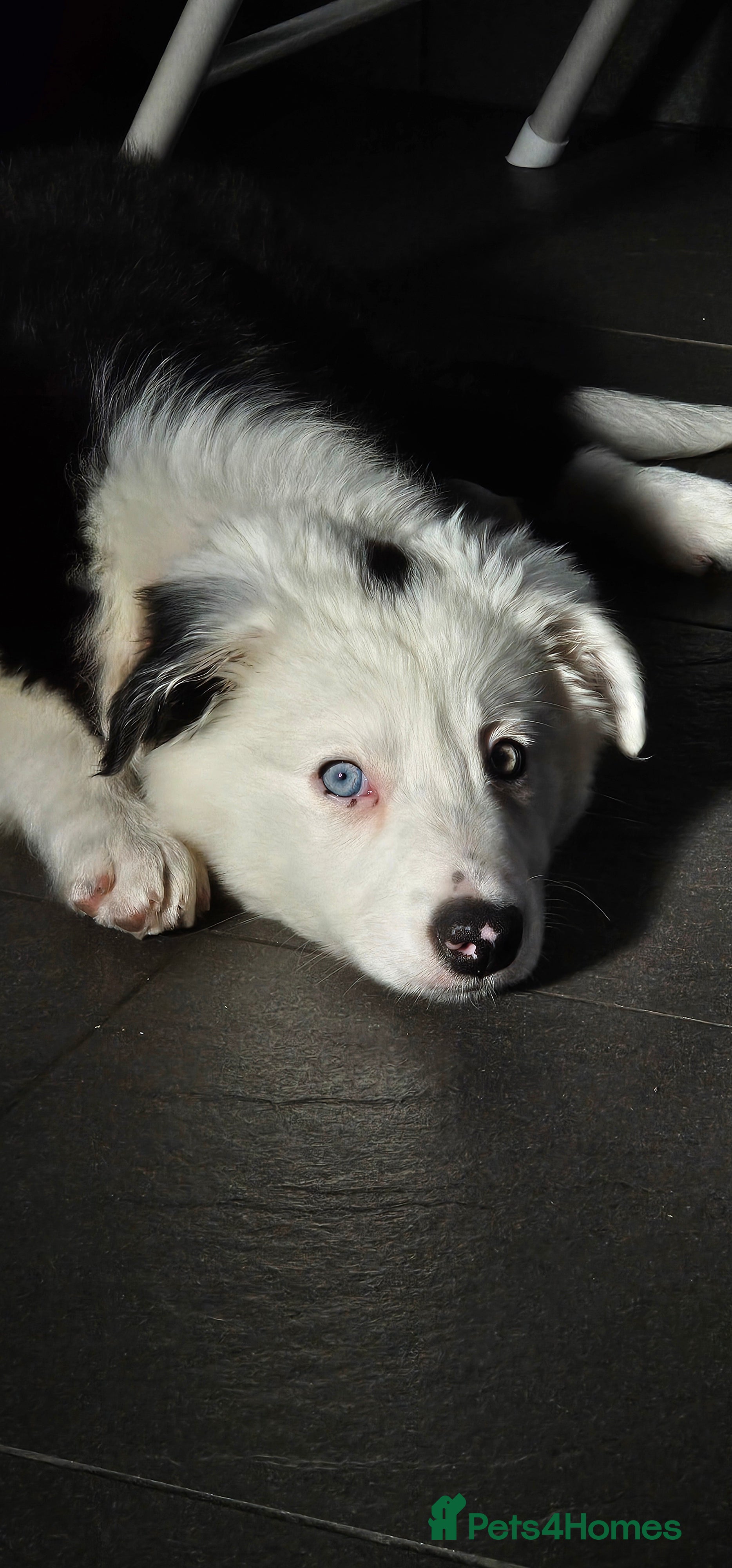 Border Collie dogs Yuna is looking for a family  - Advert 3