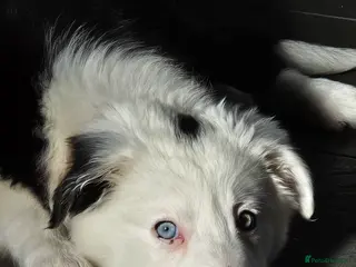 Border Collie dogs Yuna is looking for a family - Advert 3