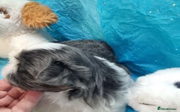 Shih Tzu dogs for sale: Kc reg stunning very tiny babies boys/girls - Image 16