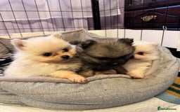Pomeranian dogs for sale: Gorgeous Pomeranian puppies - Image 1