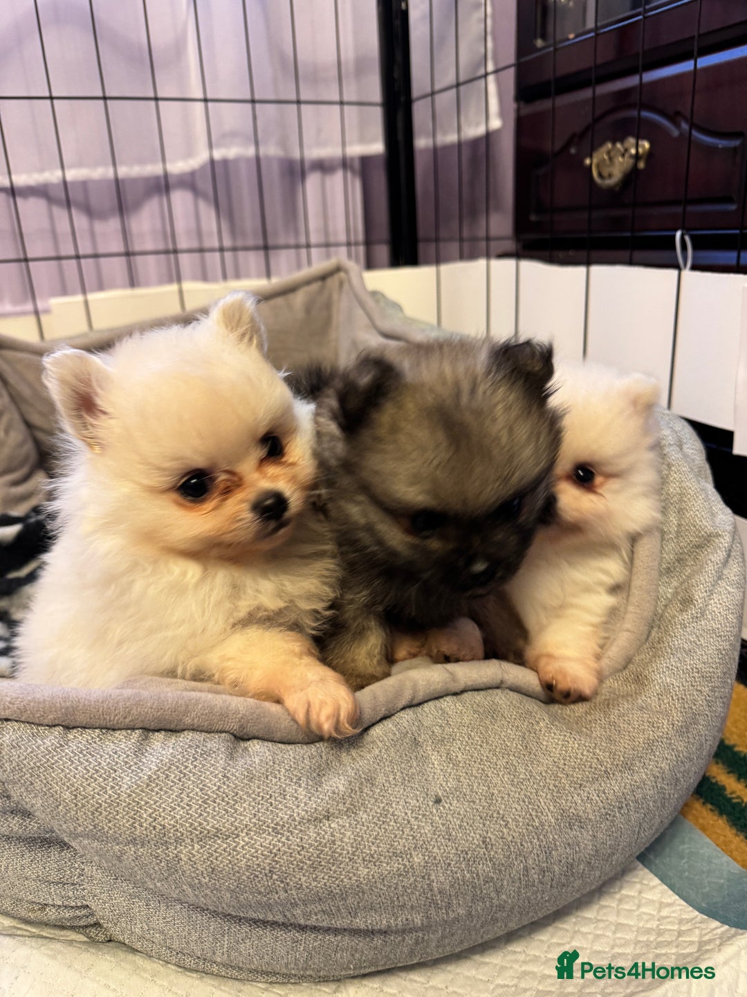 Pomeranian dogs for sale: Gorgeous Pomeranian puppies - Image 1