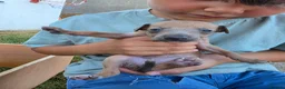 Italian Greyhound dogs for sale: 6 Beautiful Italian Greyhound Puppies  - Advert 7