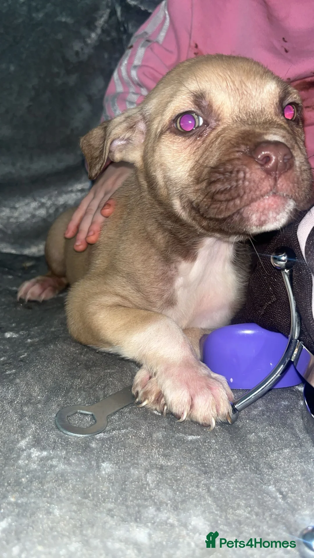 Mixed Breed dogs for sale:  Chunky Staffy x Cane Corso Puppies  - Advert 16