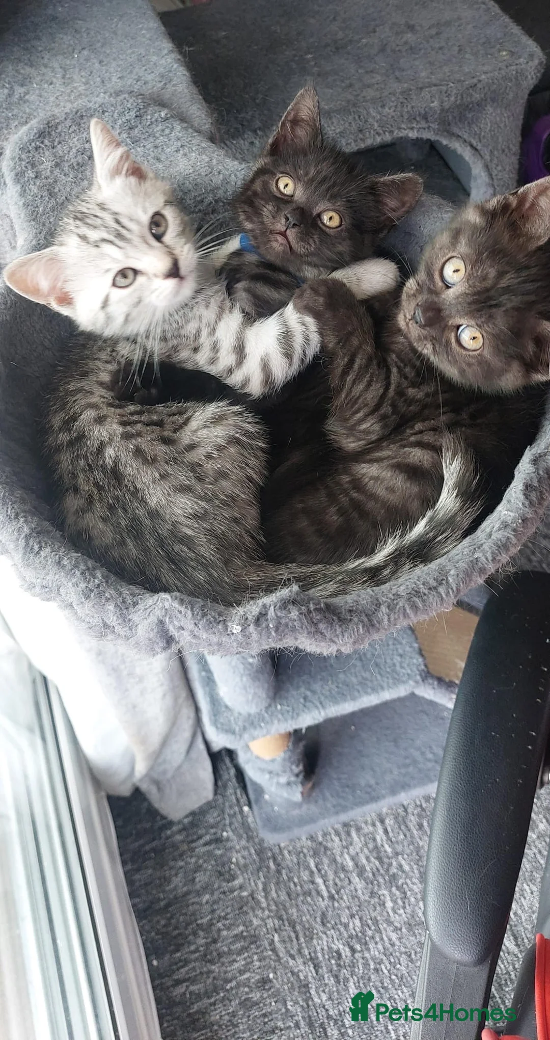 British Shorthair cats for sale: 4 British shorthair boys silver spotted, smoke in Sidmouth - Advert 1