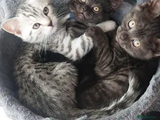 British Shorthair cats 4 British shorthair boys silver spotted, smoke - Advert 3