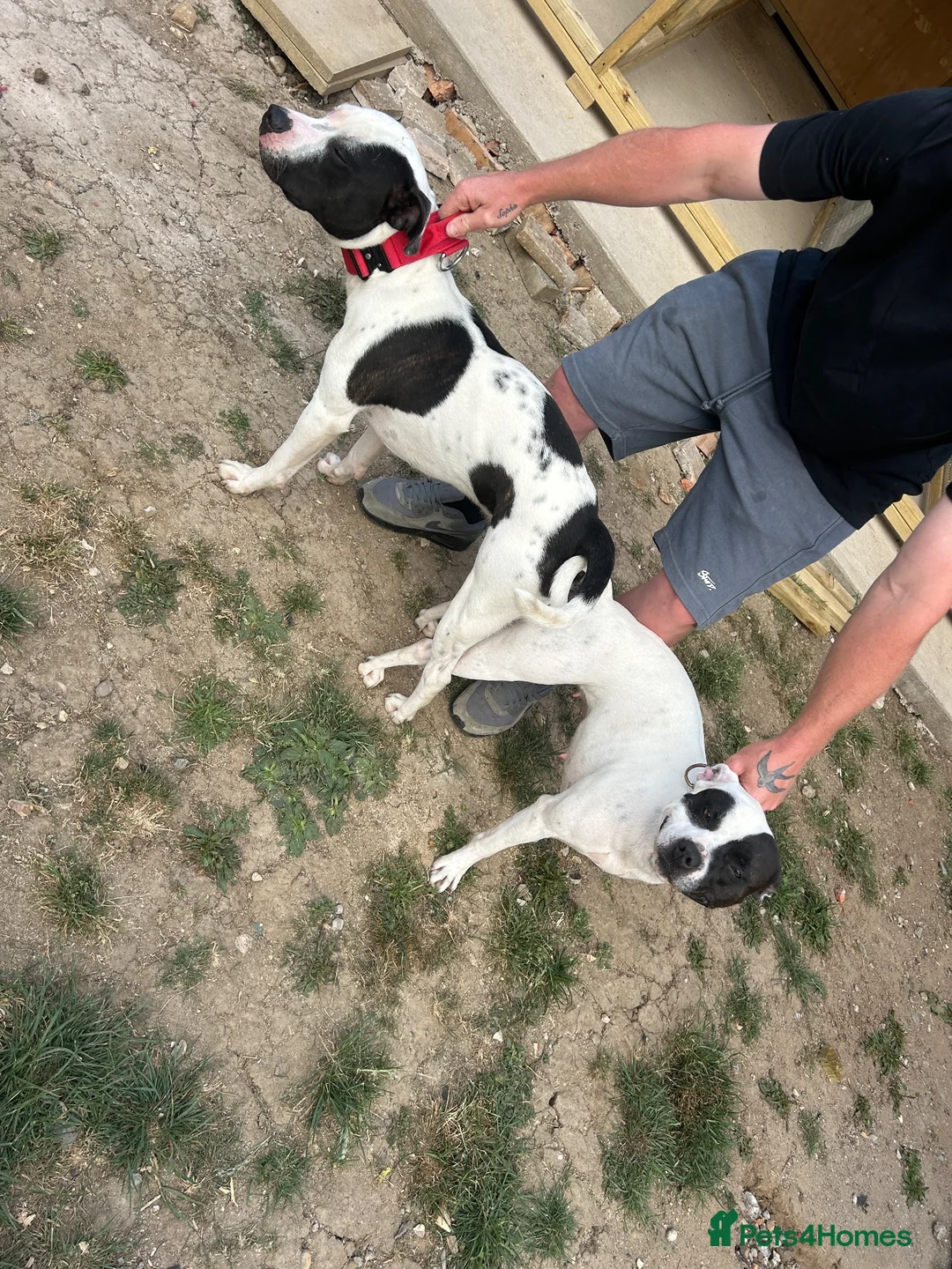 Staffordshire Bull Terrier dogs for sale: Lovely staff pups  - Advert 2