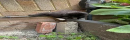 Mixed Breed cats for sale: Cute little kittens. in Staines - Advert 14