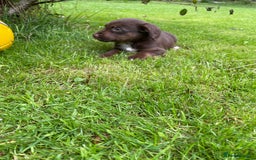 Mixed Breed dogs for sale: Sprollie puppies  - Image 14