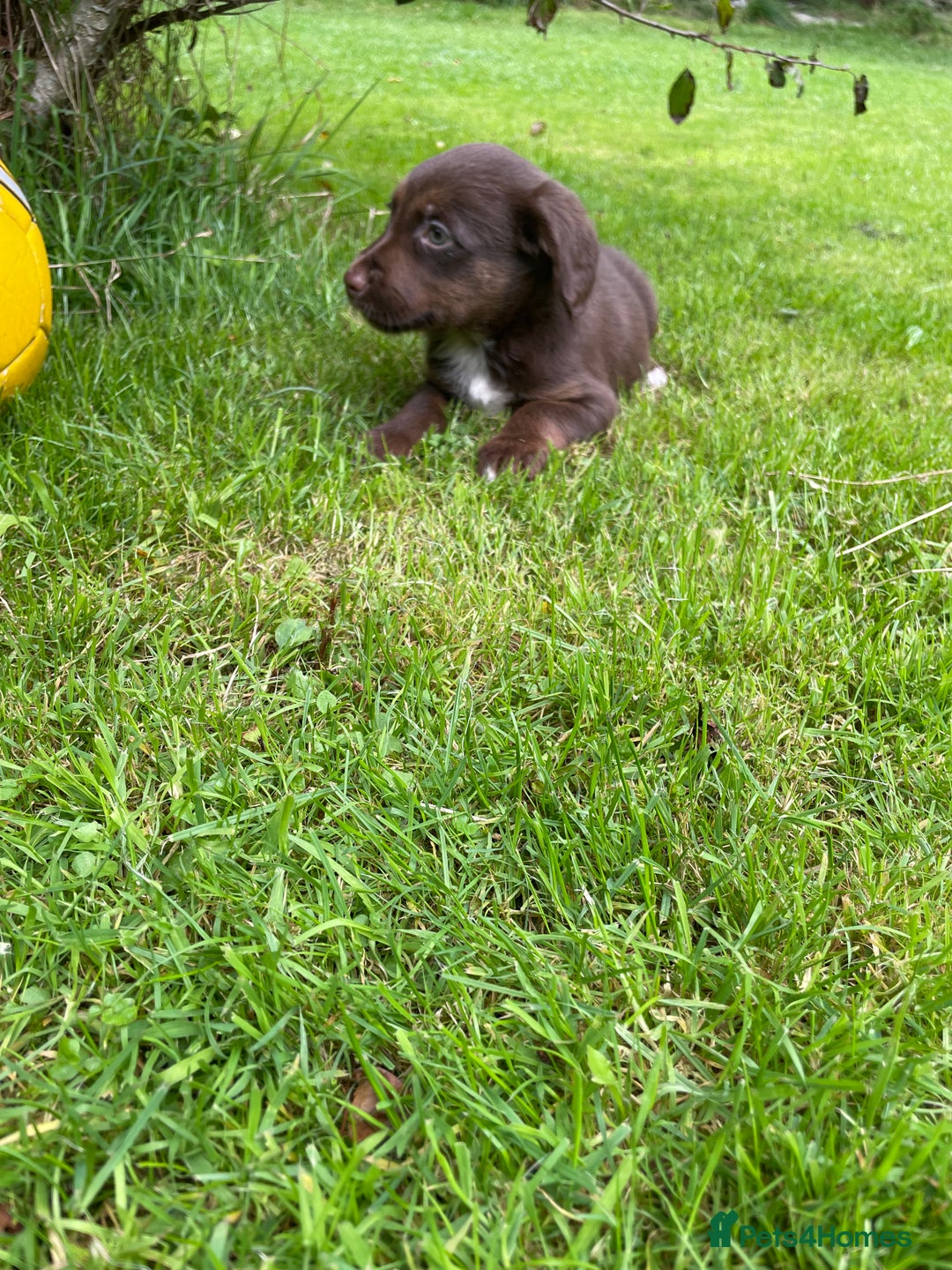 Mixed Breed dogs for sale: Sprollie puppies  - Image 14