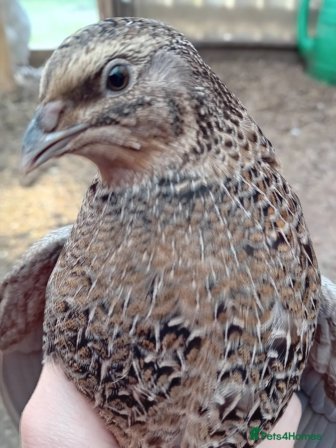 Quail poultry for sale: 6x Beautiful Coturnix Quail Ladies for Sale - Advert 2