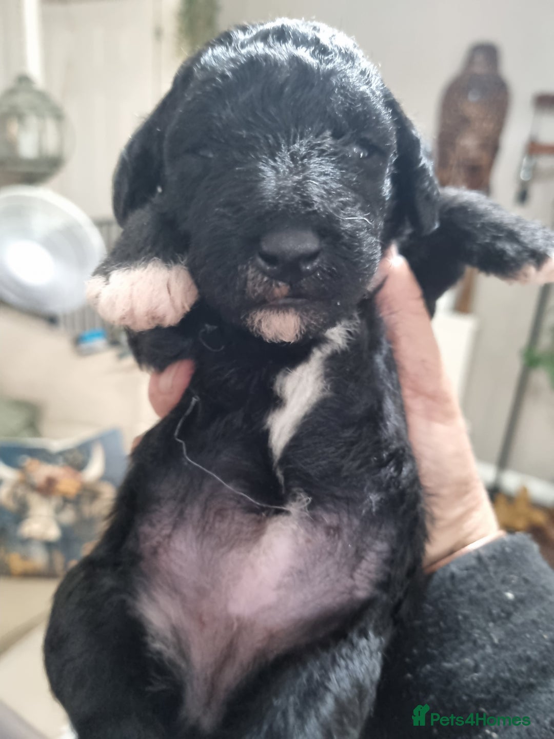 Bedlington Terrier dogs for sale: Bedlington terriers for sale  - Image 4