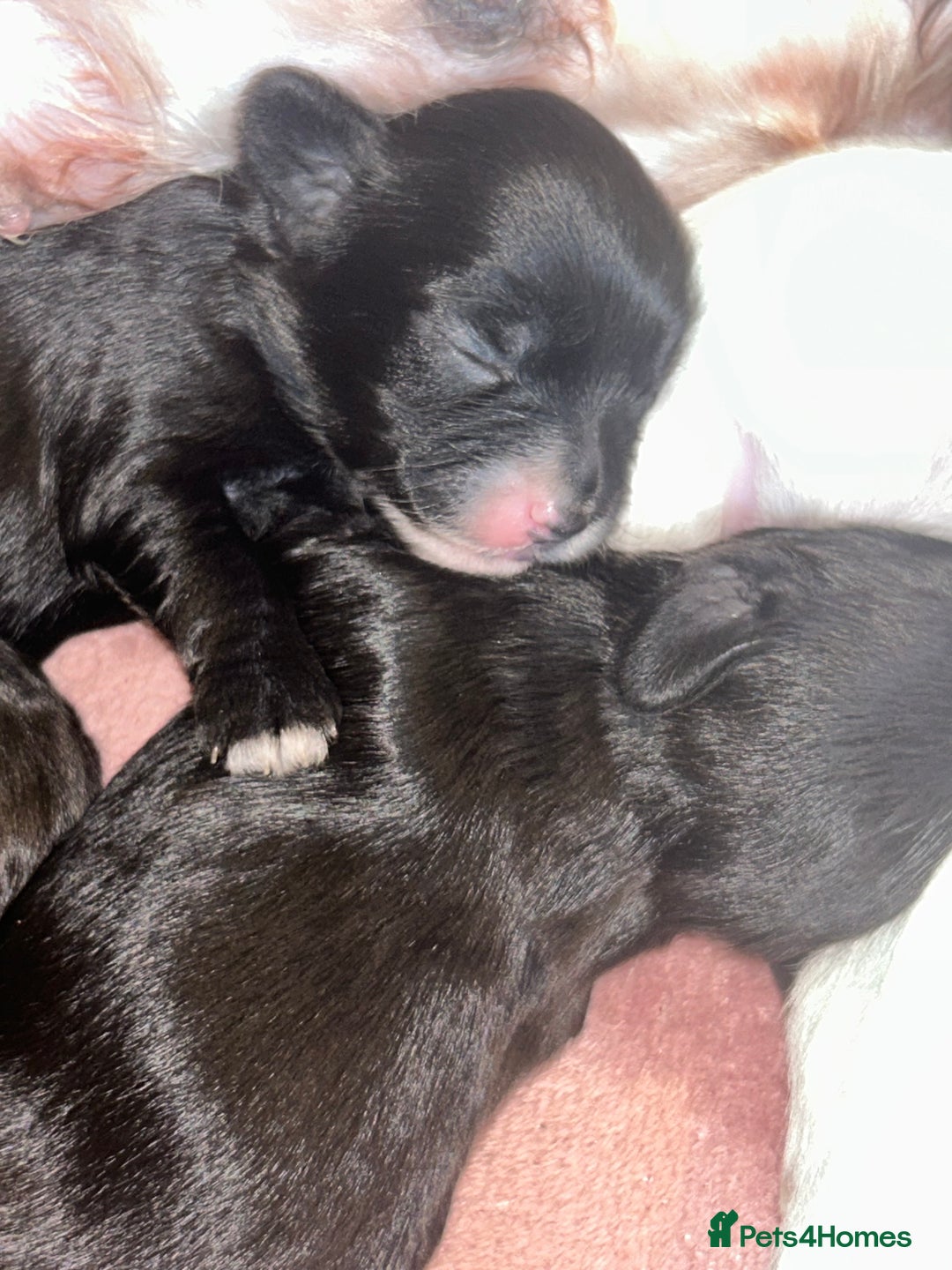 Shihpoo dogs for sale: Gorgeous Toy Shihpoo puppies - Image 24