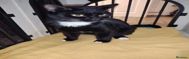 Domestic Shorthair 1