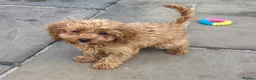 Cavapoo dogs for sale: Two lovely Cavapoo boys - Advert 4