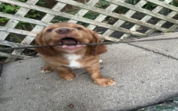 Cocker Spaniel dogs for sale: Health tested cocker spaniel pups - Image 4
