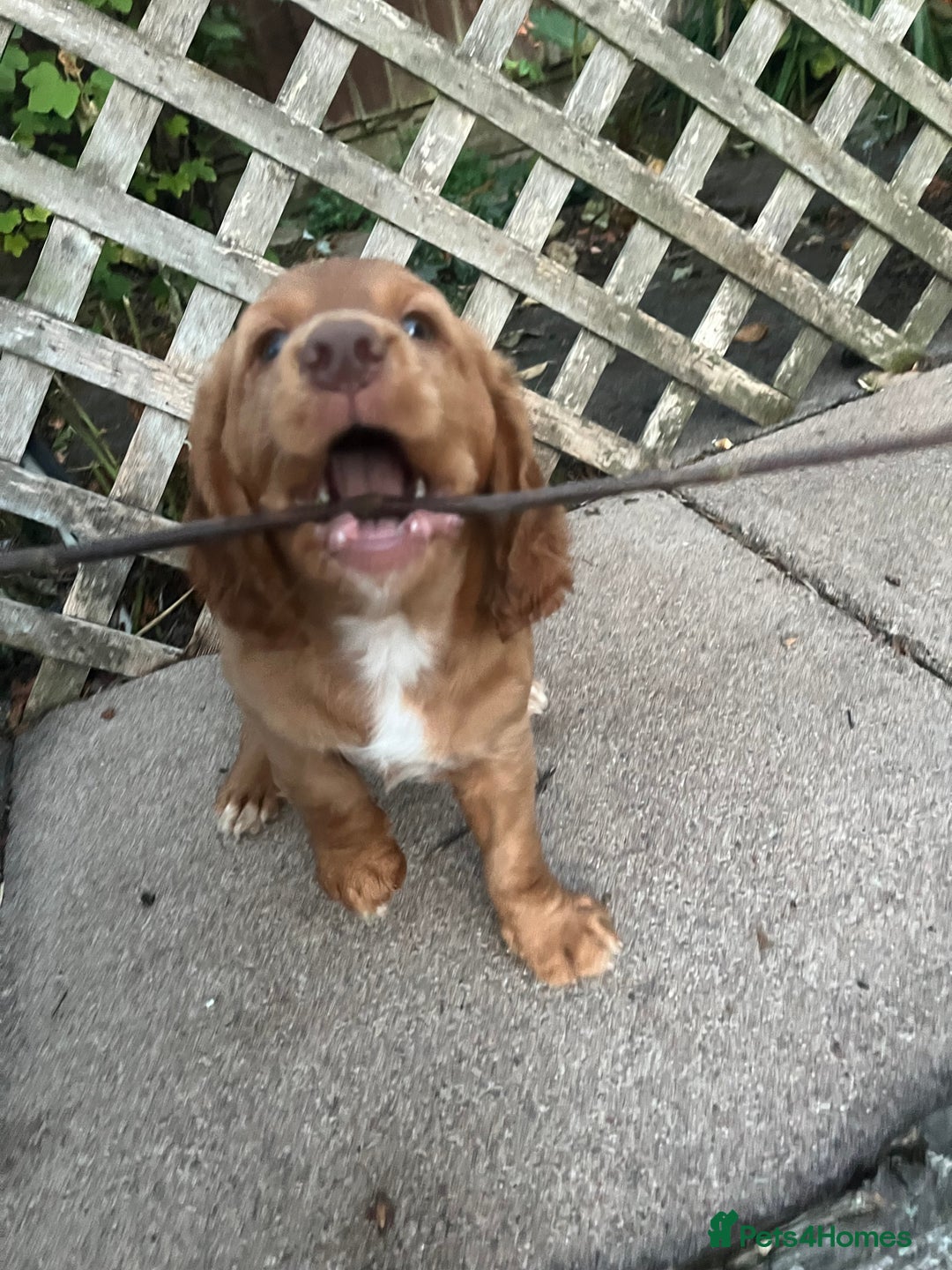 Cocker Spaniel dogs for sale: Health tested cocker spaniel pups - Image 4