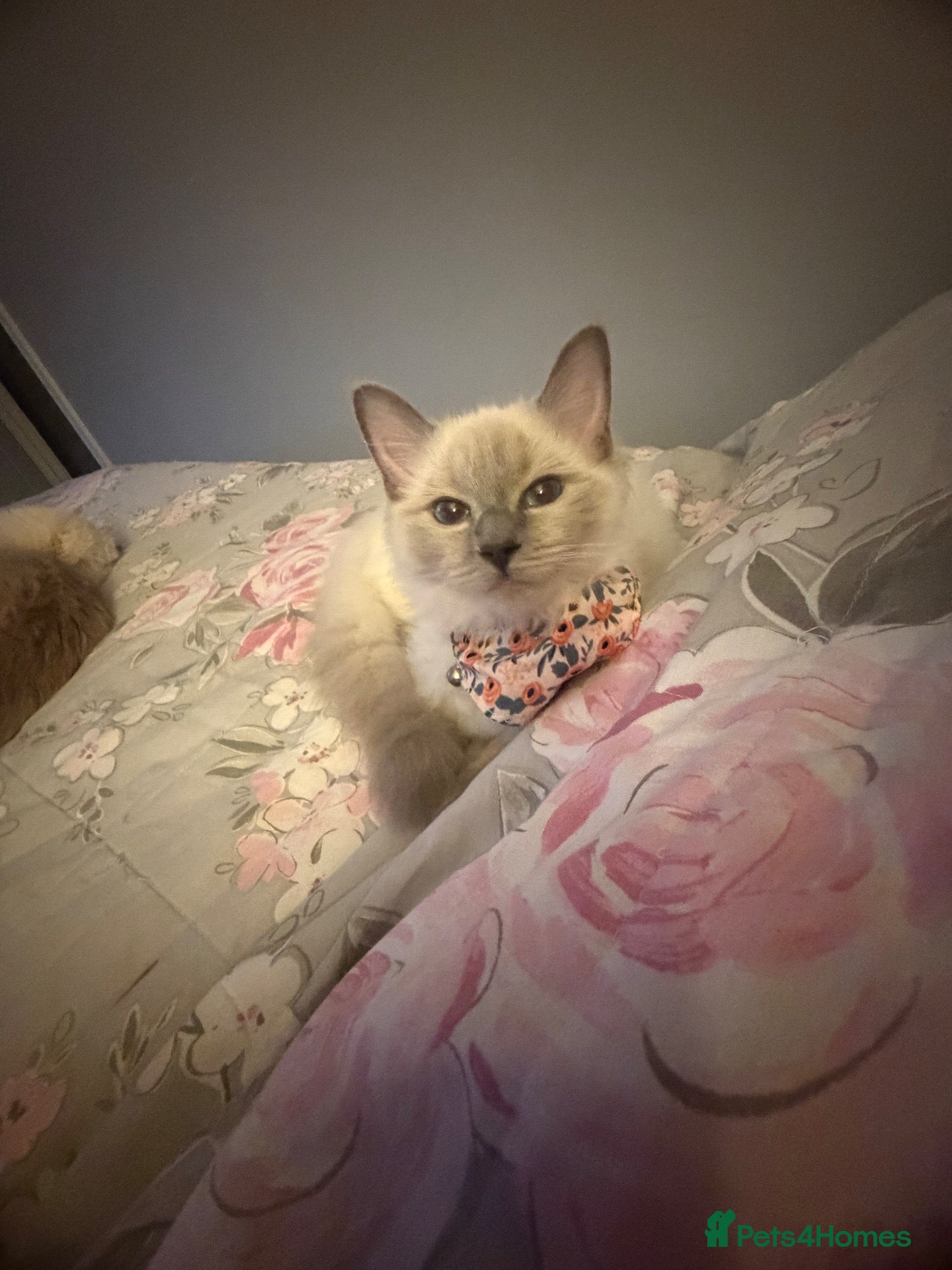 Ragdoll cats Tica Reg Ragdoll girl looking for forever home 🏡  - Advert 1