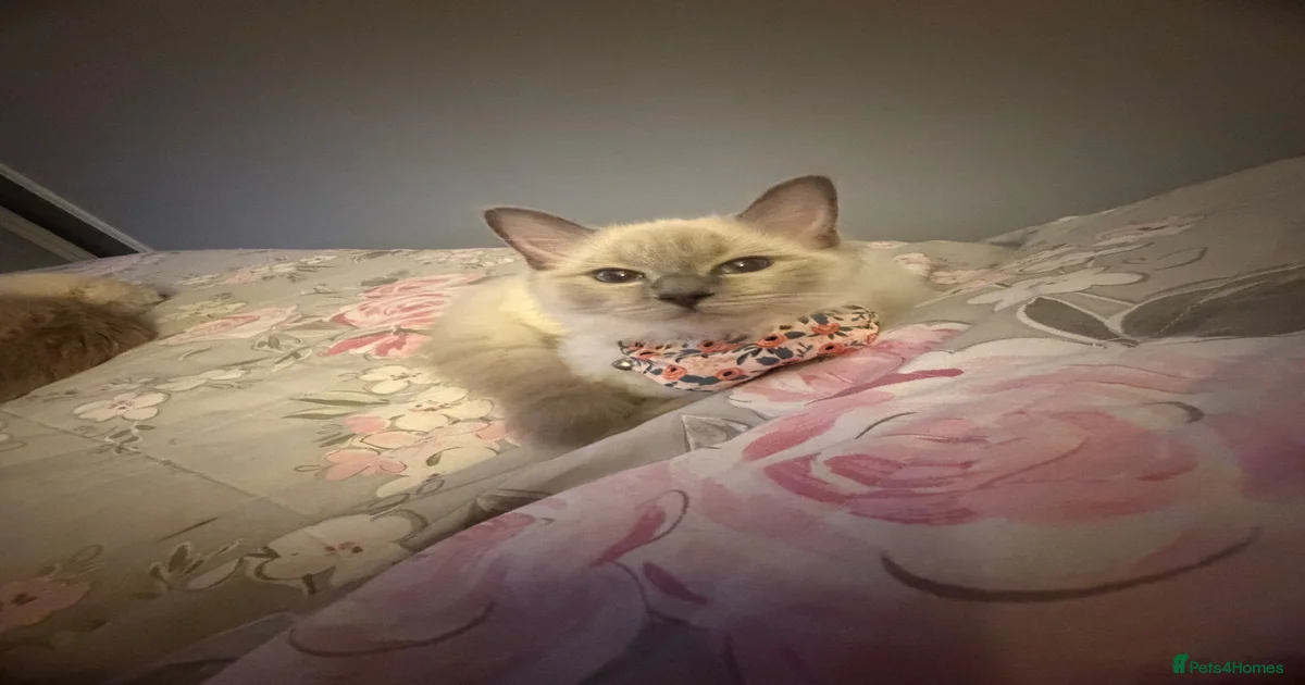 Ragdoll Kittens for sale | Pets4Homes