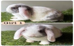 Mini Lop rabbits for sale: Mini lop babies ready now - 9 weeks old  in Manchester - Image 2