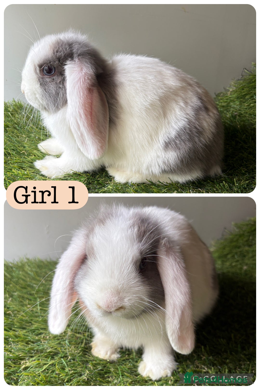 Mini Lop rabbits for sale: Mini lop babies ready now - 9 weeks old  in Manchester - Image 2