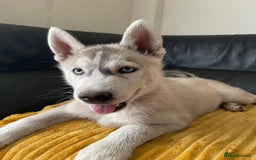 Siberian Husky dogs for sale: Siberian Husky puppies ❤️ - Image 4