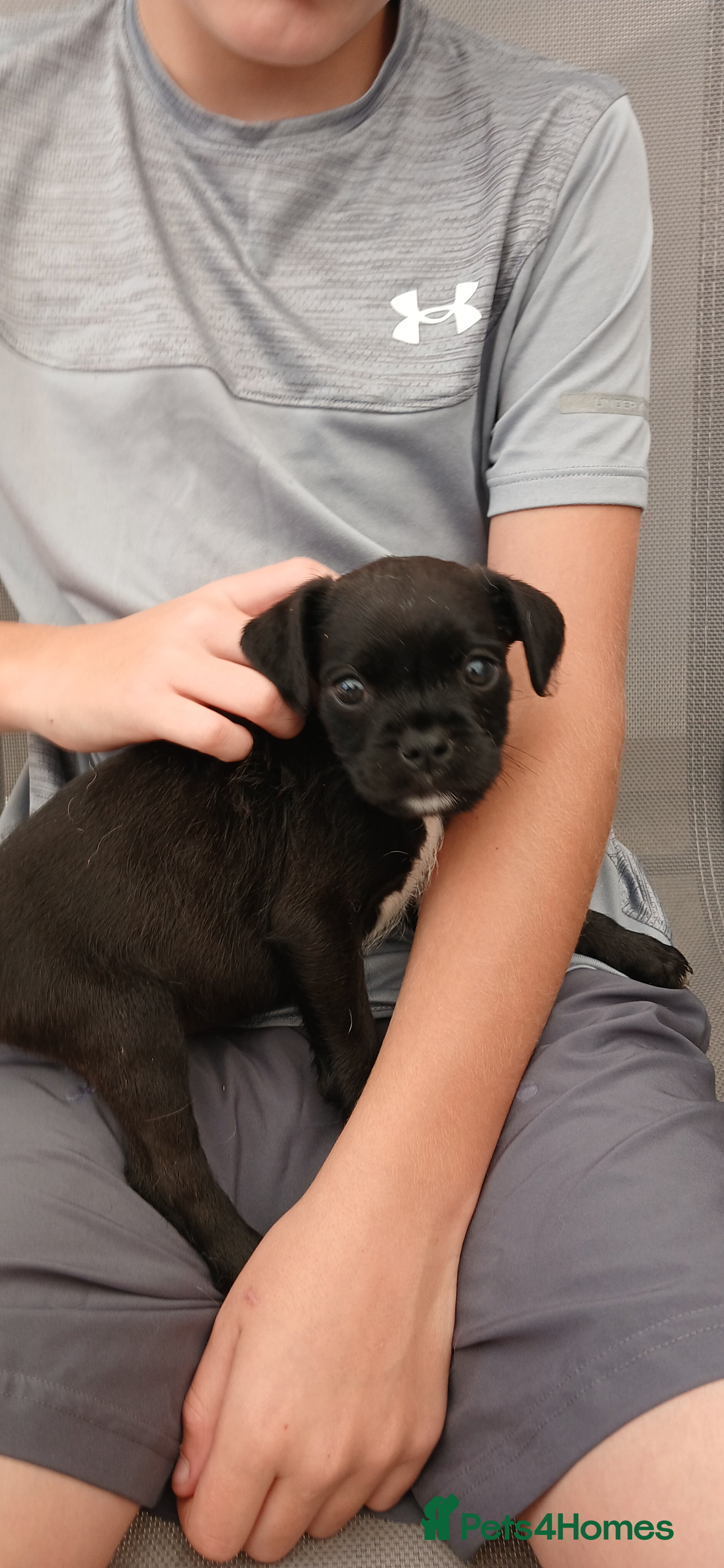 Jug dogs Beautiful Jug Puppies Ready Now - Advert 2