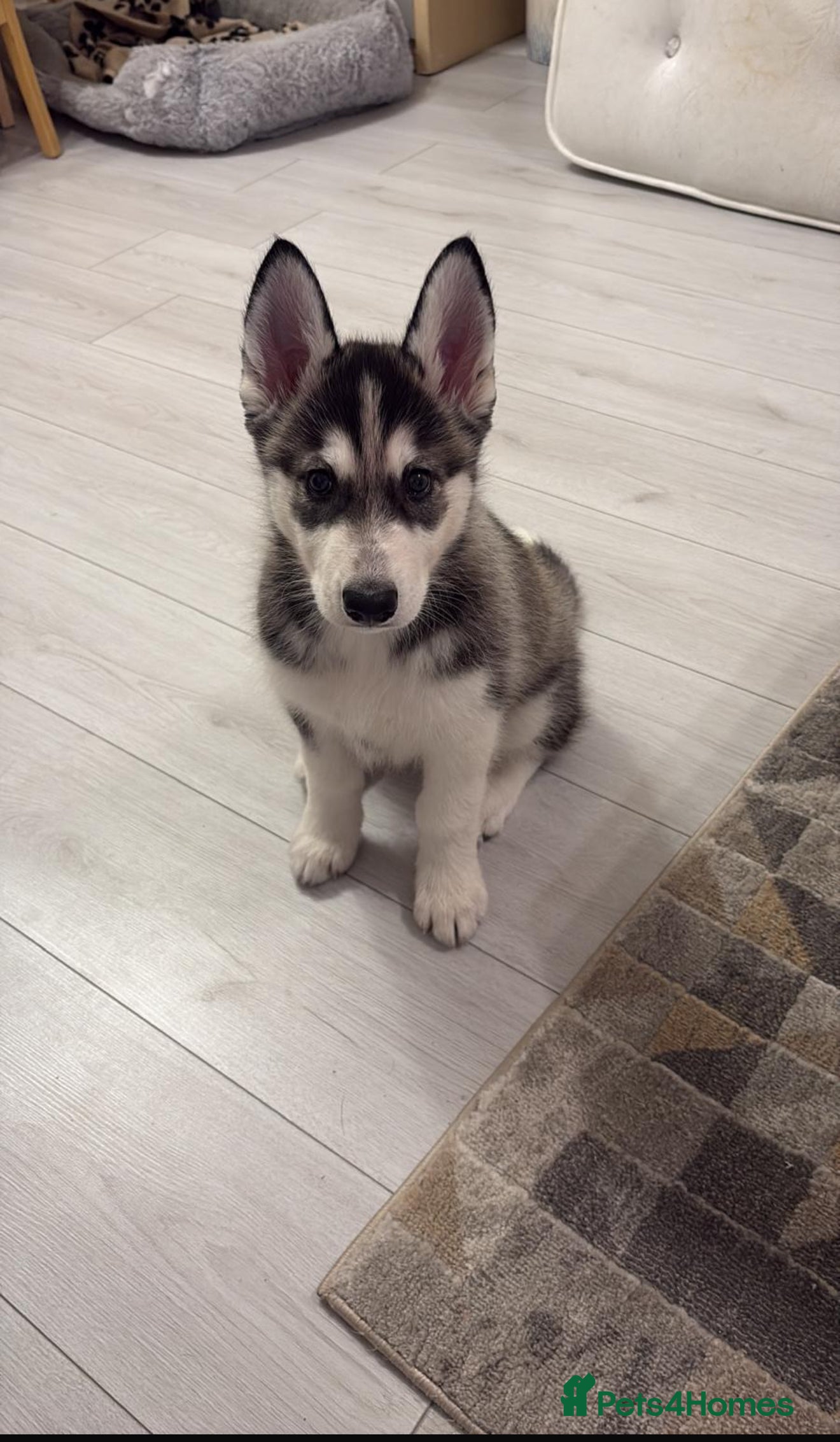 Siberian Husky dogs Siberian husky 2 month puppy - Advert 15