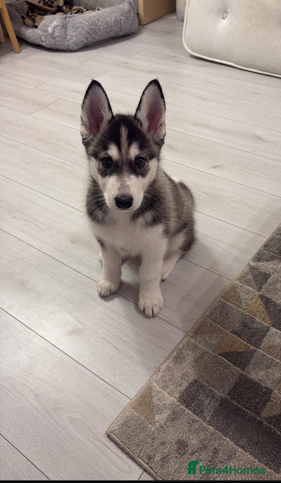 Siberian Husky dogs for sale: Siberian husky 2 month puppy - Advert 1