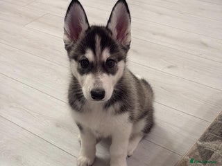 Siberian Husky dogs Siberian husky 2 month puppy - Advert 15