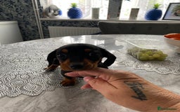 Dachshund dogs for sale: Miniature Dutchhound  - Image 2