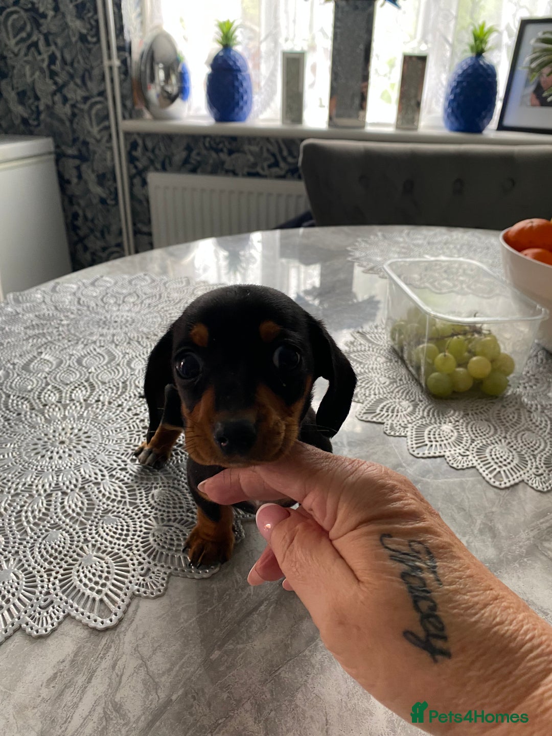 Dachshund dogs for sale: Miniature Dutchhound  - Image 2