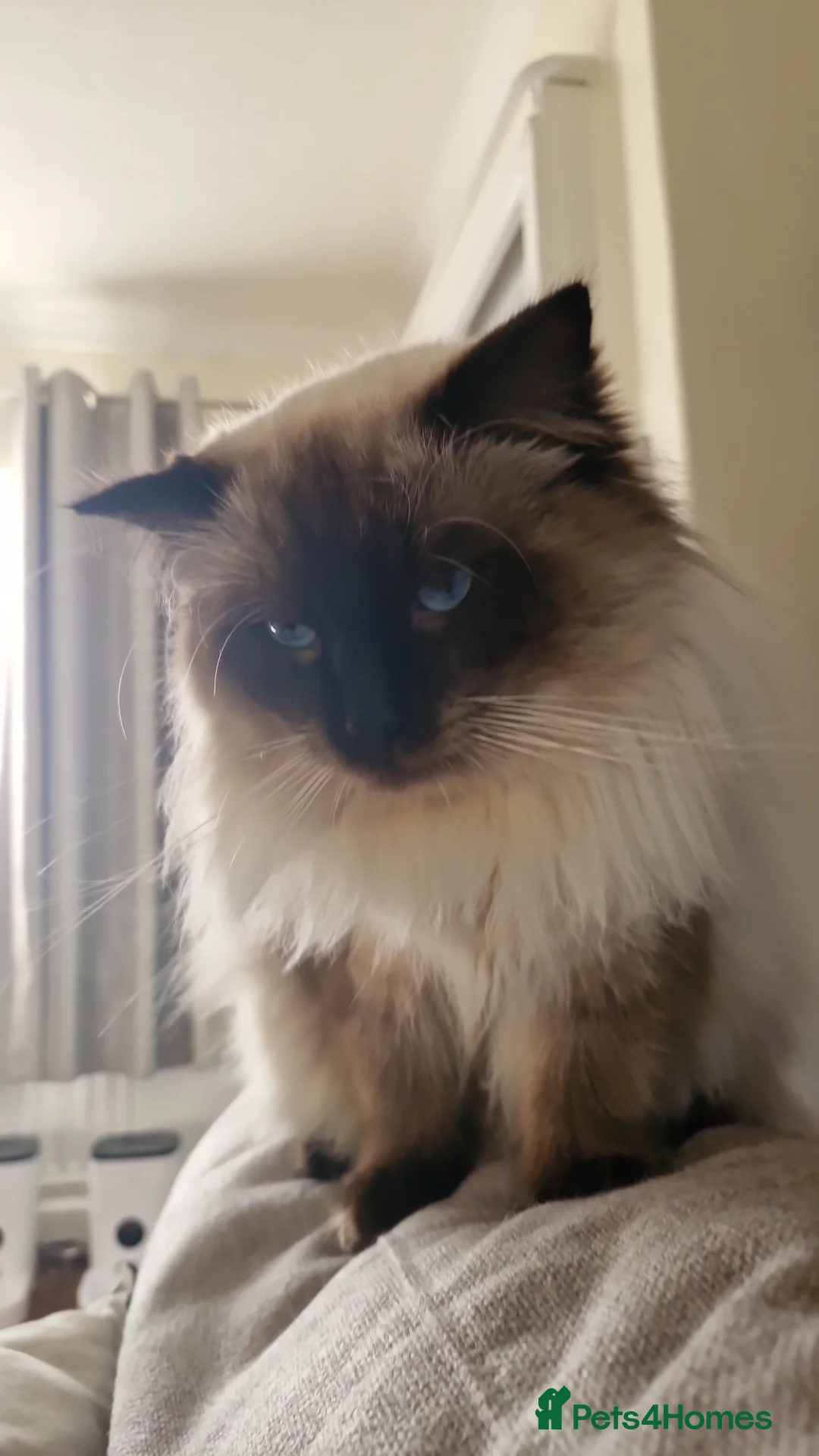 Ragdoll cats for sale: 1-Year-Old Stud Boy Looking for a New Family 🩵 - Advert 2