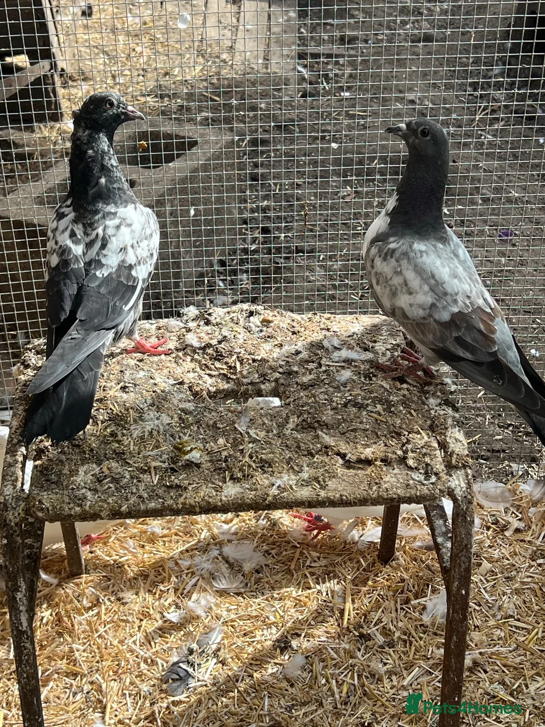 Pigeons birds for sale: Fancy pigeons - Rollers, high flyers and racers - Advert 6