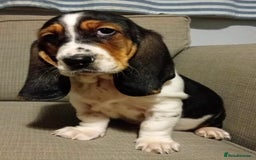 Basset Hound dogs for sale: Basset hound puppies Ready to Leave Now - Image 1