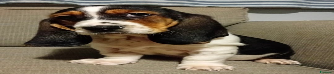 Basset Hound Puppy 1