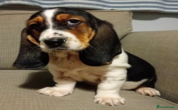 Basset Hound dogs - Advert 1