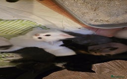 Ragdoll cats for sale: Ragdoll mum kittens - Image 8