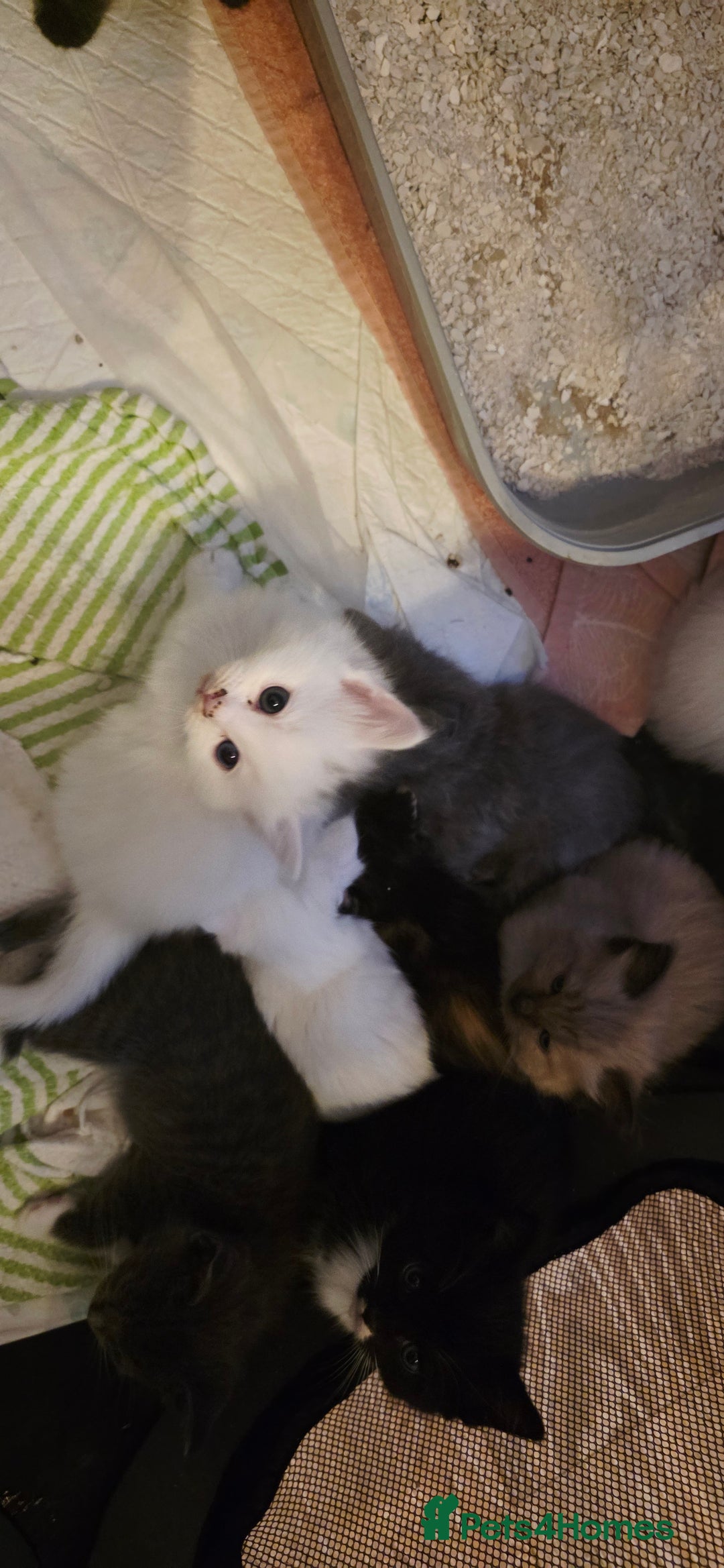 Ragdoll cats for sale: Ragdoll mum kittens - Image 8