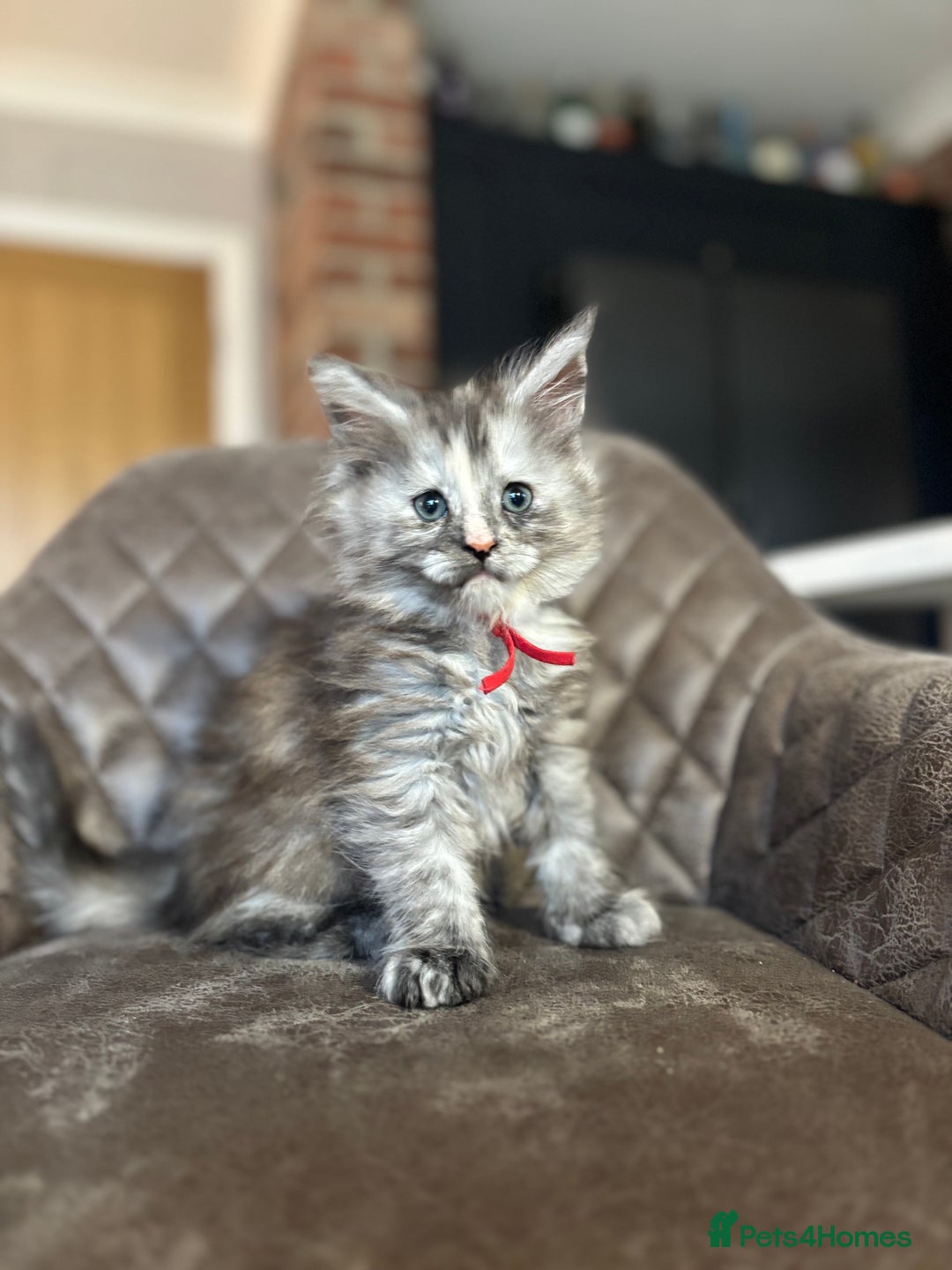 Maine Coon cats for sale: Maine Coon Kittens - Ready early Feb - Advert 20